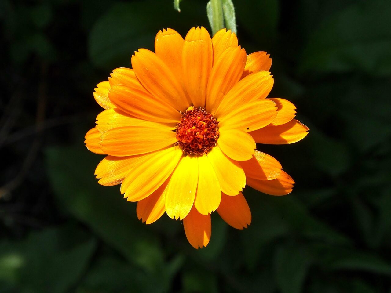 Die Ringelblume sieht nicht nur hübsch aus, sondern hat als Heilpflanze auch zahlreiche gesundheitliche Vorteile.