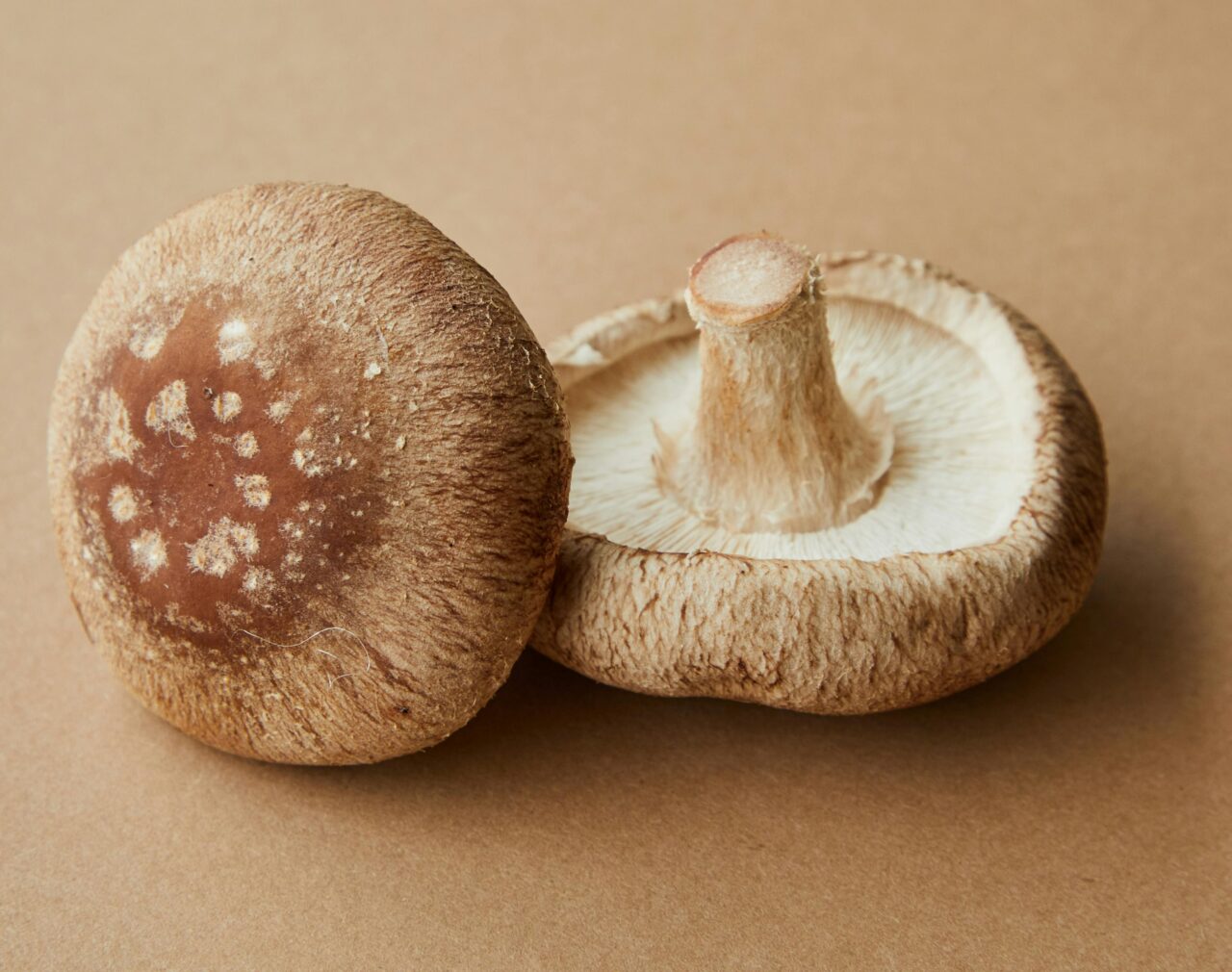 Shiitake-Pilze gedeihen mitten in Wien: In der Praterstraße gibt es in einem alten Keller eine Bio-Pilzzucht.