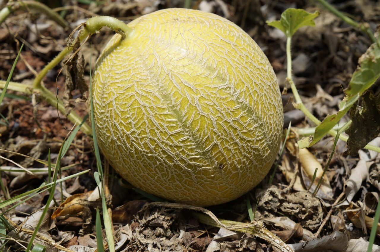 In Niederösterreich gedeihen in sonniger Lage Wasser-, Honig- und Zuckermelonen