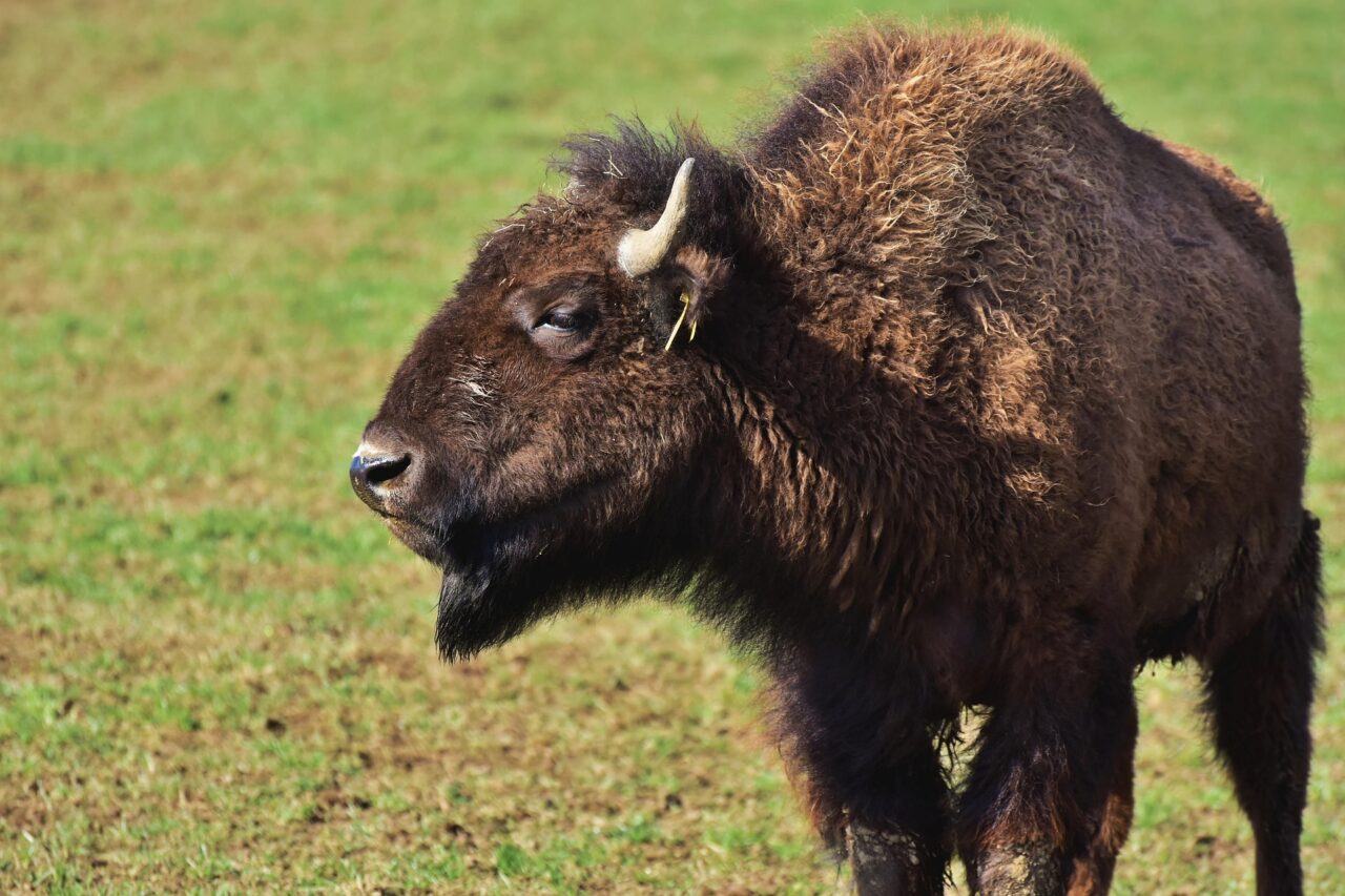 In Österreich werden Bisons gezüchtet und auch geschlachtet. Bisonfleisch ist gesund und mineralstoffreich.